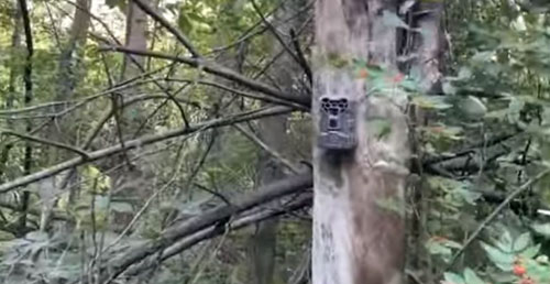 Hiding a trail camera in plain sight