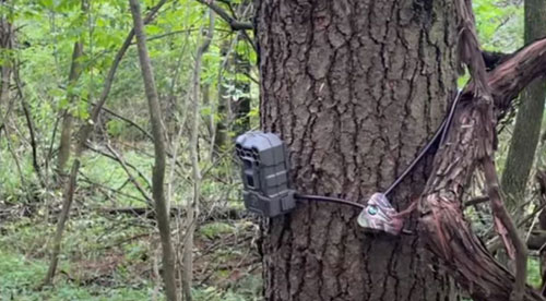 Python Cable Lock for Trail camera