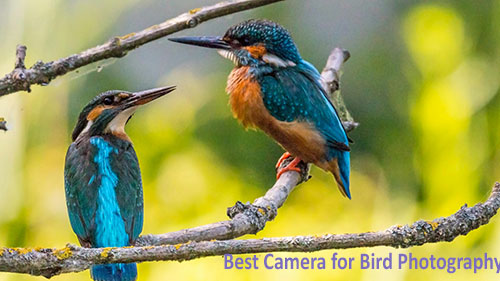 Best Camera for Bird Photography